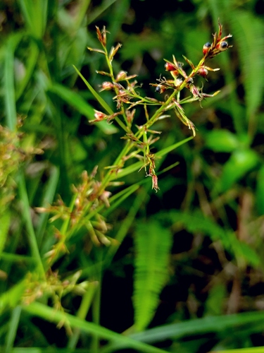 Scleria sumatrensis, photograph 3