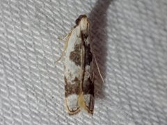 Ardozyga voluta