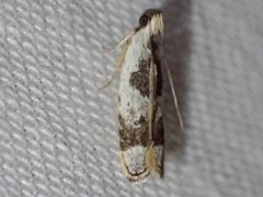Ardozyga voluta