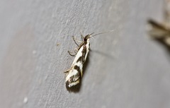 Epithymema incomposita