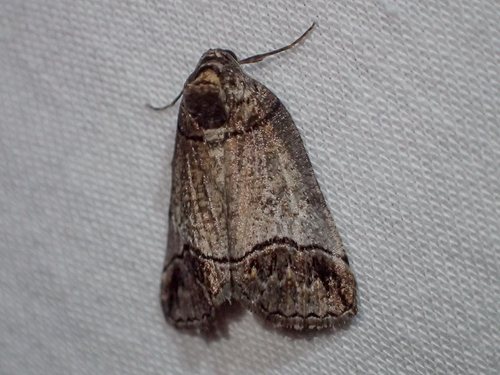 Drymoptila