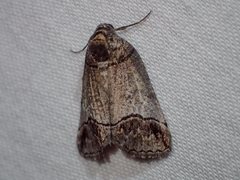 Drymoptila temenitis