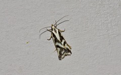 Epithymema incomposita