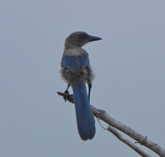 Aphelocoma coerulescens