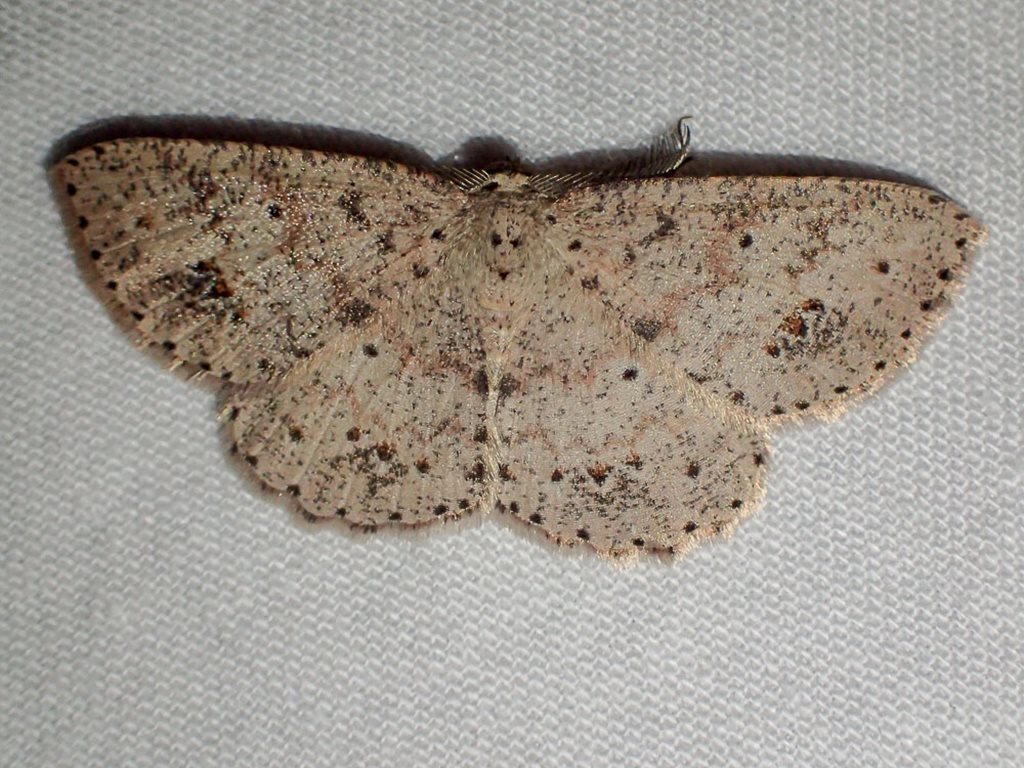 Casbia tanaoctena