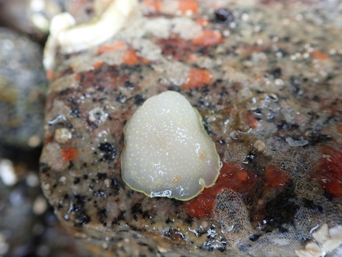 Cadlina luteomarginata