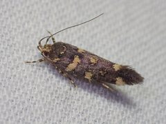 Macrobathra myriophthalma