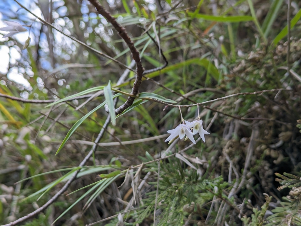 Dendrobium leptocladum Hayata 2