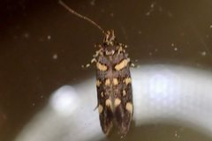 Macrobathra myriophthalma