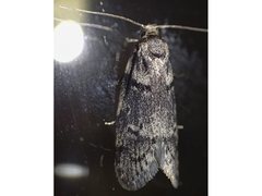 Palimmeces hemiphanes