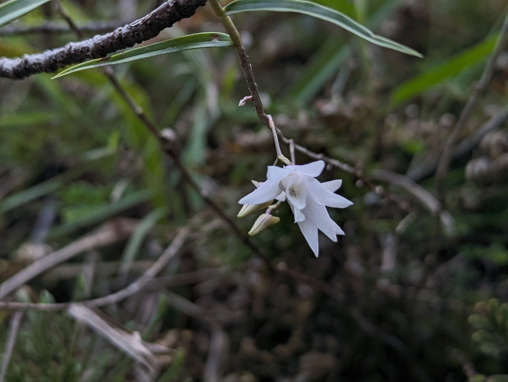 Dendrobium leptocladum Hayata 4
