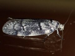 Palimmeces hemiphanes