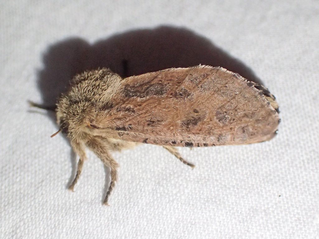 Oncopera rufobrunnea