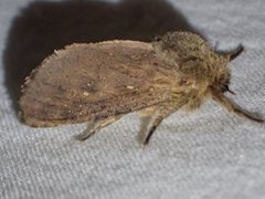 Oncopera rufobrunnea