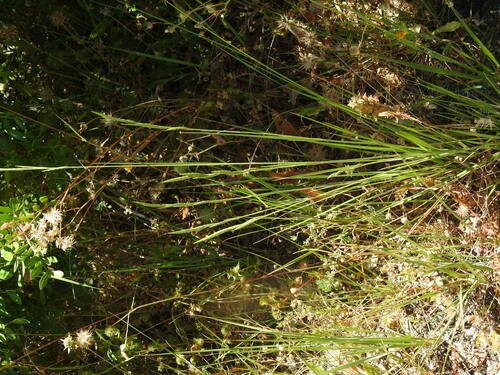 Image of Brachypodium phoenicoides by (c) Duarte Frade, some rights reserved (CC BY)