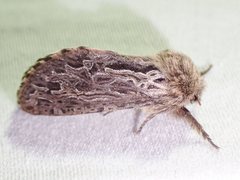 Oncopera fasciculatus