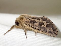 Oncopera intricoides