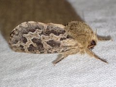 Oncopera intricoides