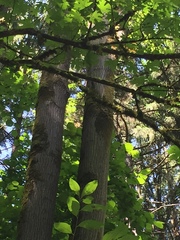 Certhia americana