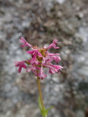 Plectritis congesta