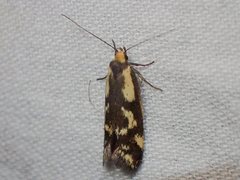 Palimmeces poecilella