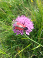 Zygaena purpuralis
