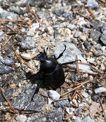 Dicronocephalus adamsi