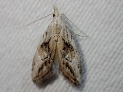 Nola paroxynta