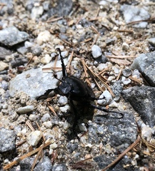 Dicronocephalus adamsi