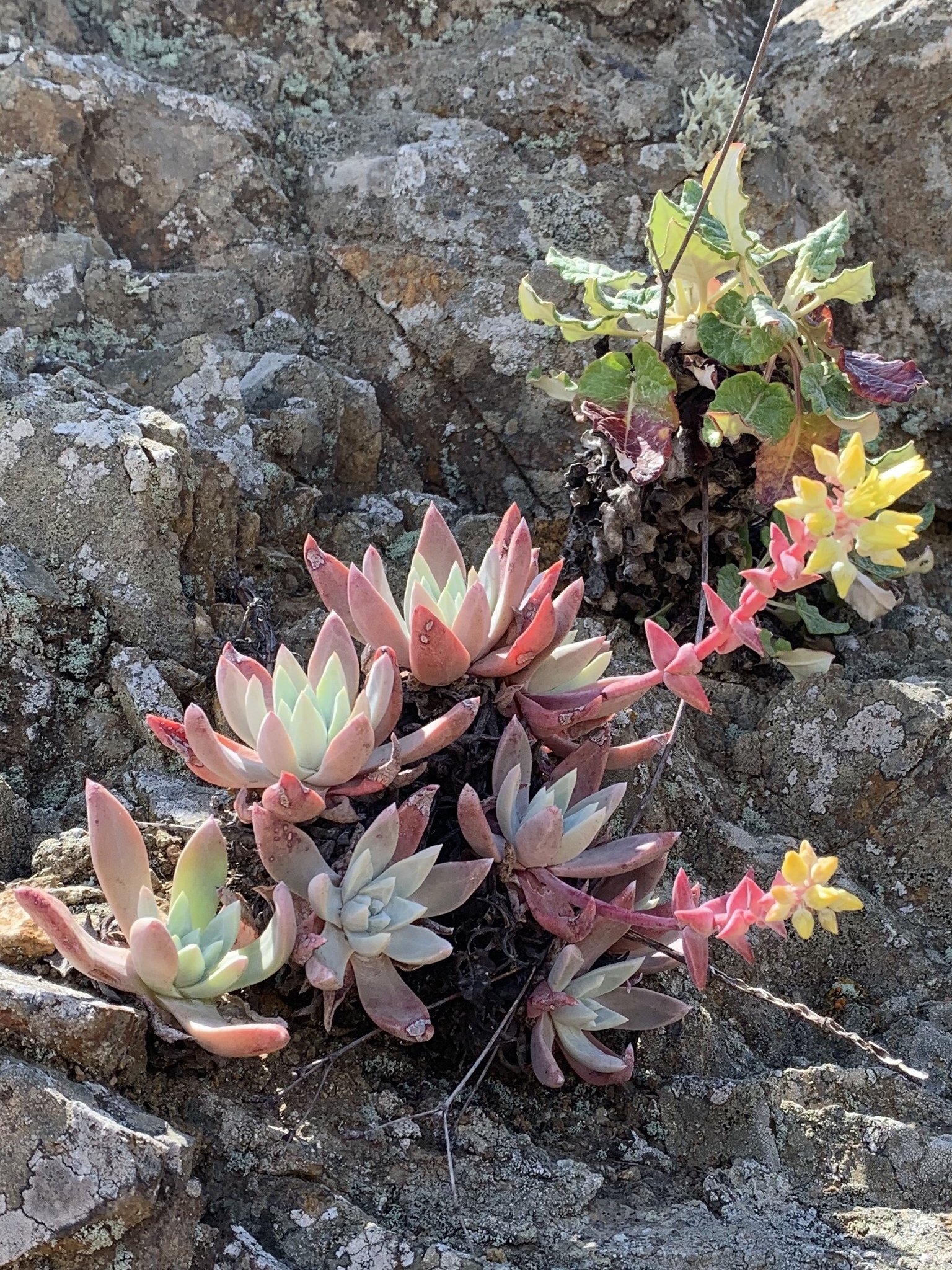 Dudleya outlet Greenei