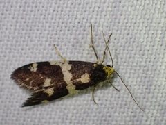 Lepidoscia tyrobathra