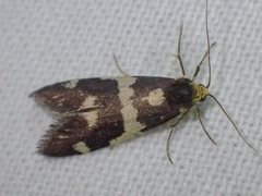 Lepidoscia tyrobathra