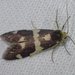 Lepidoscia tyrobathra - Photo (c) David Akers, osa oikeuksista pidätetään (CC BY-NC-SA), lähettänyt David Akers