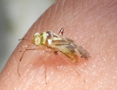 Dagbertus
