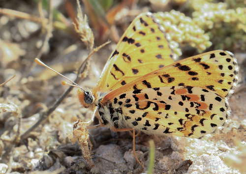 Desert Fritillary