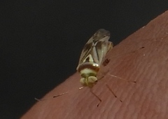 Dagbertus