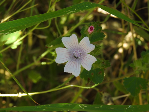 Image of Malva hispanica by (c) Duarte Frade, some rights reserved (CC BY)