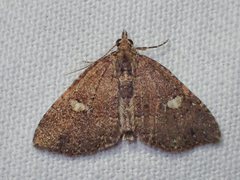 Chrysolarentia pantoea