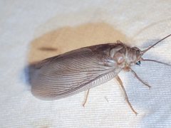 Ithone pallida