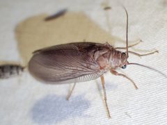 Ithone pallida