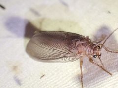 Ithone pallida