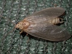 Ithone pallida