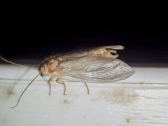 Ithone pallida