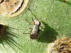 Stictomyia longicornis