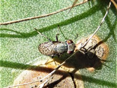 Stictomyia longicornis