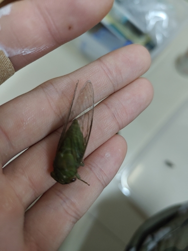 Peaceful Cicada