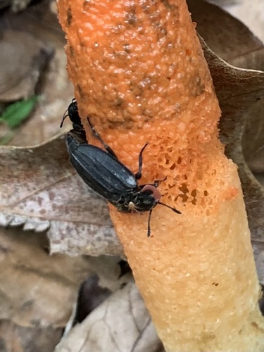 Margined Carrion Beetle photo 5
