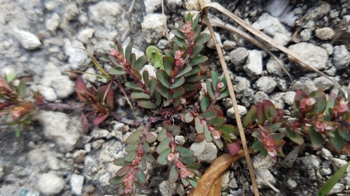 Euphorbia conferta image