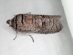 Culama suffusca