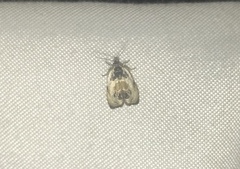 Olethreutes griseoalbana